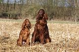 SETTER IRLANDAIS 456